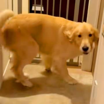 宅配のお兄さんに撫でてもらった大型犬→『まだ近くにいる』と勘違いして…まさかの行動が29万再生「嬉しい余韻がｗ」「転職しようかな」と反響