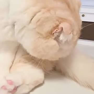 猫がトイレをした直後に『自分のお尻』を嗅いだ結果…まさかの展開に爆笑する人が続出「たまらなくかわいいｗ」「なんとも言えない表情だねｗ」