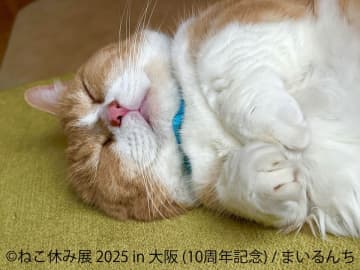 10周年記念 猫の祭典＆最新ミニチュア作品が大阪に大集結♪「ねこ休み展」「ミニチュア写真の世界展」11月12日(水)～19日(水) ルクア大阪で開催！
