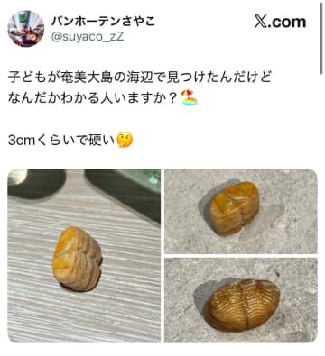 奄美の海で見つけた正体不明の物体…その正体は？ ネットで「魚の歯？」「面白い形」と憶測広がる