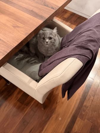 高橋克典、ボクの椅子を占領する愛猫に「つ、ついに！」