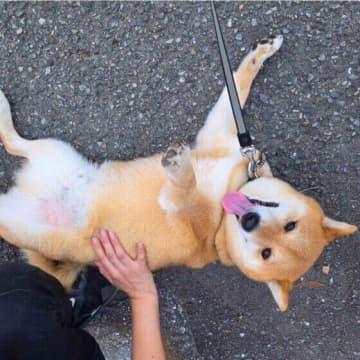 犬が撫でる前は嬉しそうなのに、撫で始めると『スン』とした表情になるのはなぜ？ 理由と心理を解説