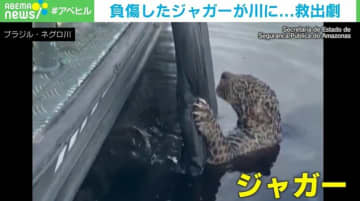 顔や首に30カ所以上の破片…負傷したジャガーを“即席救助” 現在は熱帯動物園で入院中  ブラジル