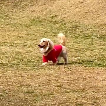 ドッグランでママとはぐれた犬→人の顔を見ながら探して…発見した瞬間の『愛にあふれたリアクション』が45万再生「めちゃ可愛い」「たまらん」