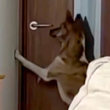 ドア前の向こう側に行きたい犬→次の瞬間…人間にしか見えない『まさかの行動』が話題「お上品で爆笑したｗｗ」「鍵閉められるようになりそう」