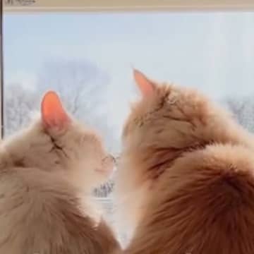病院に向かった先輩猫が一日ぶりに帰ってくると…あまり仲がよくない2匹が見せた『尊い瞬間』に感動「やばい素敵すぎる」「涙が出ちゃった」