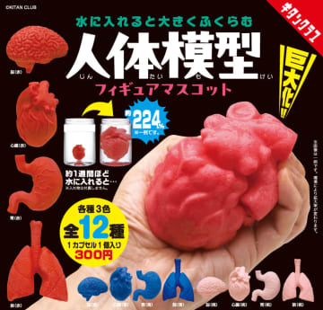 カプセルトイ「水に入れると大きくふくらむ 人体模型フィギュアマスコット」が10月17日より順次発売水に入れると“何倍”にも大きく膨らむ