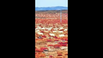 赤いマツナと白い羊が彩る秋のウラド草原　中国内モンゴル自治区