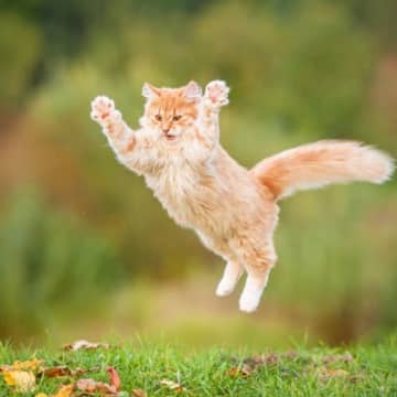 猫のマネがしたくなる『習性や気質』6選　見習うだけで心がラクになるかも？