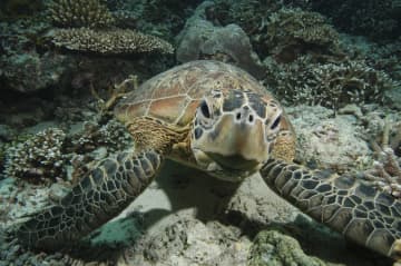 アオウミガメ、絶滅恐れ低下　保護活動で個体数回復