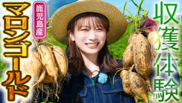秋元真夏が鹿児島県でマロンゴールドを収穫体験！中身は黄金色で栗のように甘いさつまいも