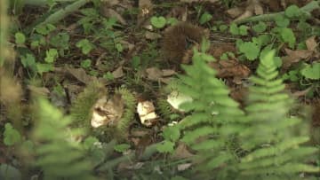 秋田でもクマ被害相次ぐ　国道で77歳女性襲われけが　散歩中の73歳男性右太ももひっかかれる　湯沢市・秋田市