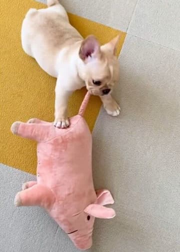 自分と同じ大きさのぬいぐるみと遊ぶ生後2カ月フレブル子犬→1年後ぬいぐるみが小さく見えるほどに大きく成長！