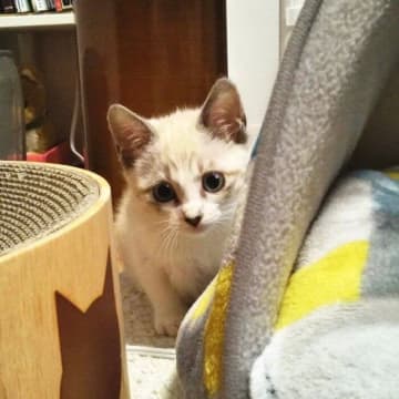 お迎え初日は怯えて隠れていた保護子猫→5年後には家族を癒す“美猫”に成長！