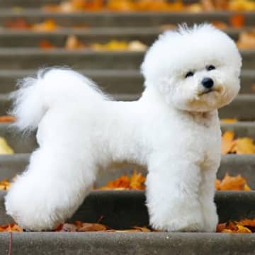 『コロコロしている犬種』4選　可愛いだけじゃない？飼うときの注意点まで