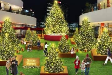 横浜ベイクォーター×ニコアンド"森"テーマのクリスマスイルミネーション、高さ8mの巨大ツリーも