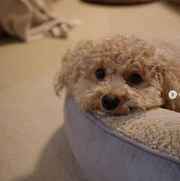 お迎えから2年、たくさんの愛で“飼い主を変えるきっかけ”になったトイプーの保護犬。リモートワーク中に見せる“笑顔”に癒やされる