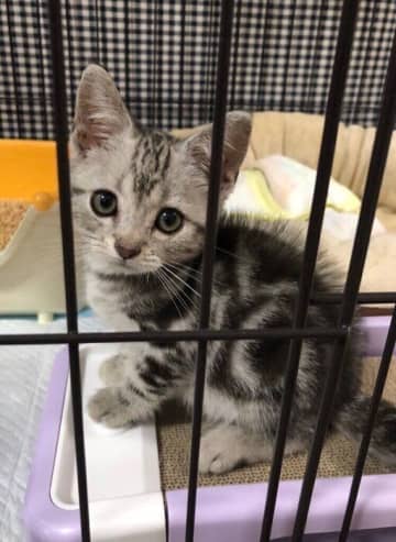 あどけない表情でケージの外を見ていた生後2カ月の子猫→5年で体が大きくなり「赤ちゃんの頃よりもまんまるな顔」に成長！