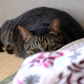 愛猫とケンカしたときの『仲直り術』3選　気まずさを残さず関係を回復するコツとは