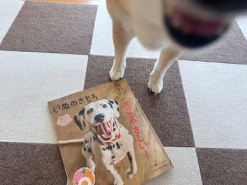 健康診断で大きな問題は見つからなかったけれど、いつかの準備を始めた柴犬マロたん14歳9ヶ月