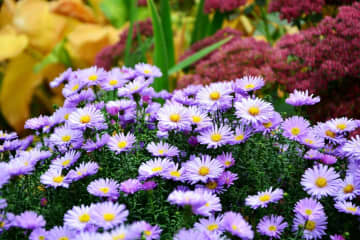 寂しくなりがちな秋の庭に！小花いっぱいに咲く「宿根アスター」（多年草）