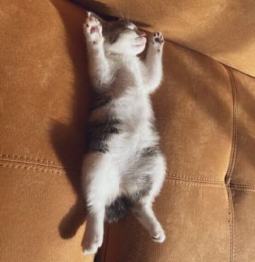 家族になったばかりの元保護猫を連れて帰省！ 無防備に眠る姿からわかる心理を獣医師が解説