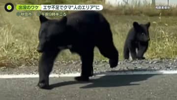 “人のエリア”でクマ目撃情報…各地で相次ぐ　北海道で1.7メートルのヒグマ捕獲、街を歩いていた個体か