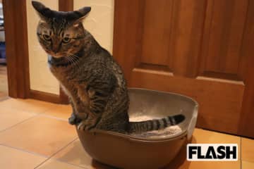 梅干しの種を100％アップサイクル！…「廃棄物をなくしたい」愛猫家社長が開発した消臭効果抜群の「ネコ砂」