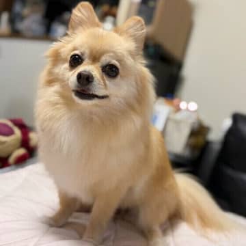 犬に話しかけるメリットとは　犬と信頼関係を築く話し方
