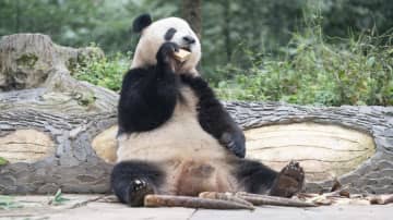 パンダのシャンシャン、おやつタイム　中国四川省