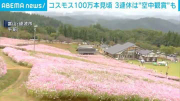 コスモス100万本見頃 3連休は“空中観賞”も 富山・砺波市