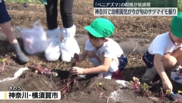 「ベニアズマ」収穫が最盛期　幼稚園児が旬のサツマイモ掘り　神奈川・横須賀市