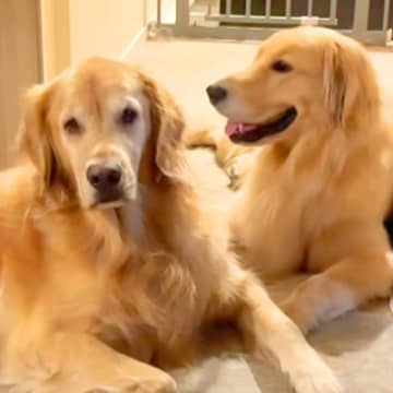 お友達のことが大好きな大型犬→顔を近づけると…あまりにも切ない『一方通行な愛』が17万再生「表情の差がありすぎｗｗ」「人間みたい」と絶賛