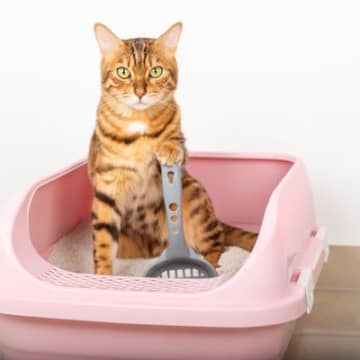 『猫トイレ』を清潔に保つ方法4選　毎日取り入れたい工夫や掃除のコツまで