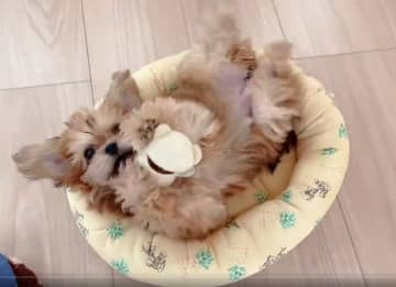 ベッドの上でのびのび遊んでいた生後4カ月子犬→2年後、同じベッドになんとか収まるくらいに成長！今では家族の「太陽のような存在」に