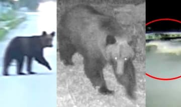 【ヒグマ速報】「クマだー！」北海道のあちこちでクマ目撃―札幌市では幼稚園の近くに・砂川市では道路をうろうろ―江差町では小学校近くにある作業場のガラスを突き破り物色も「まさかここに来るとは思わなかった」