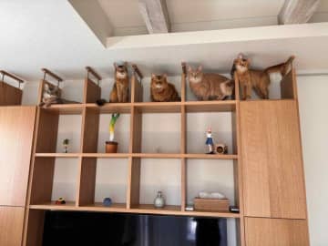 圧を感じて見上げたら→テレビボードの上に猫5匹が整列！　“戦隊モノ風”の並びに爆笑
