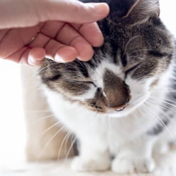 猫が『甘えたい』ときにみせる5つの行動　甘えたがる心理や絆が深まる応え方とは