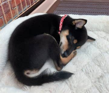 元気いっぱいに暴れ回って寝落ちしていた柴の子犬→3年後には“貫禄ポーズ”で気持ちを伝えるコに成長！