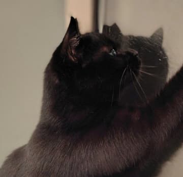窓の外にヤモリを発見！　本気で猫パンチする猫の「張り切り警備員ぶり」にクスッ