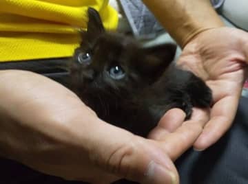 「遊び好きでパワフル」だった保護子猫→3年後、甘えん坊で“おしゃべり”な黒猫に成長！