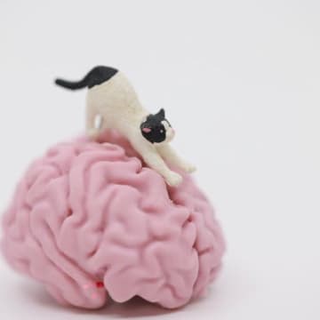 猫と人間のアルツハイマー病は「類似している」　双方の治療に役立つ発見になるか　英大学の研究