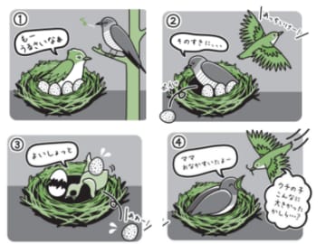 托卵相手に見破られた過去も！ カッコウは子育てを他の鳥に丸投げする!?【眠れなくなるほど面白い 図解 鳥の話】