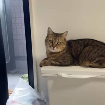 窓から入ってくる『涼しい風を堪能していた猫』→窓が閉められると…まさかの表情に「可愛すぎてワロタｗ」「しょもしょもしてるｗ」と爆笑の声
