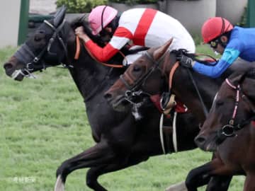 【スワンS】単勝万馬券もあるぞ！２桁人気と穴狙いで重視したい枠とは！？枠順で見る攻略POINT