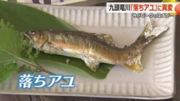 お腹ポンポンに膨れた“子持ちアユ”はお預け　「網を打っても1匹だけ」　水温が5度も上昇…九頭竜川の「落ちアユ」漁に残暑の影響