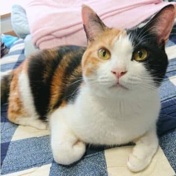声をかけられると猫は安心する？ 猫と上手に交流する4つのコツとは