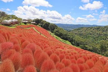 「マザー牧場」のコキアが紅葉シーズン突入♪まさに見頃で今めっちゃキレイだよ！【お出かけスポット】