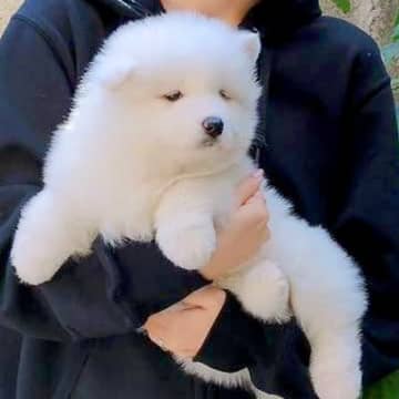 『軽く抱っこできていた赤ちゃん犬が…』約8ヶ月後→同じ犬には見えない『衝撃のビフォーアフター』に2万いいね「態度もでかくなってて草」