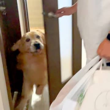 パパが出張へ行き、悲しみに暮れる大型犬→1週間ぶりの再会を果たして…大号泣してしまう光景が1010万再生「私も泣いた…」「平和すぎる」